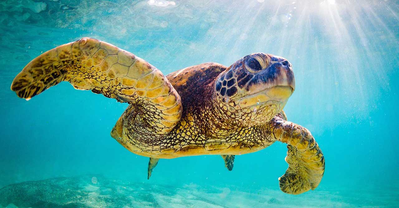 pallets-with-a-purpose-schildpad